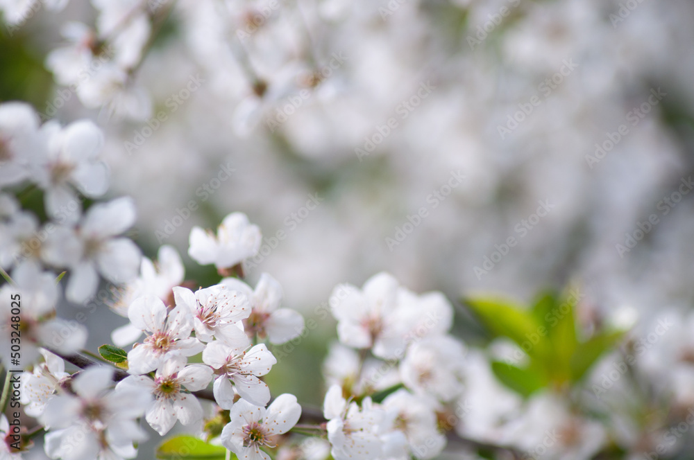 apple blossom. beautiful floral background with place for text