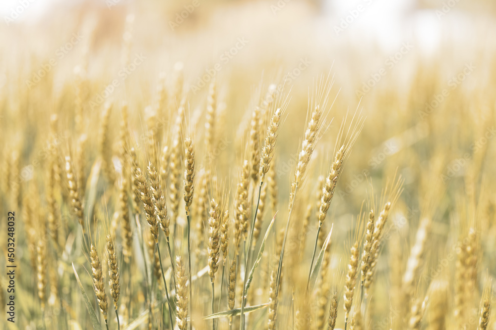 初夏の晴れ間の光と小麦
