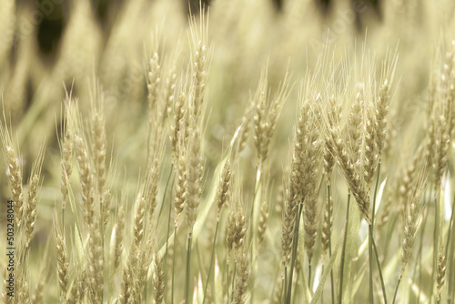 初夏の晴れ間の光と小麦 © 正人 竹内