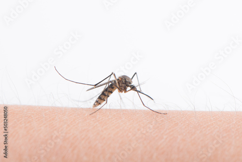 Close up of a mosquito sucking human blood