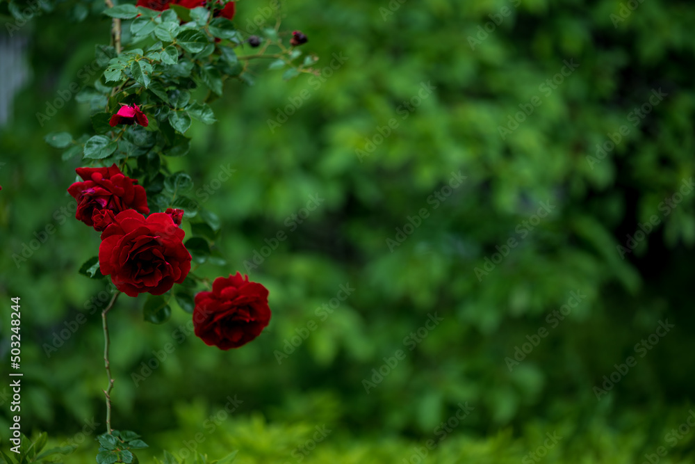 艶めく赤いバラ　5月