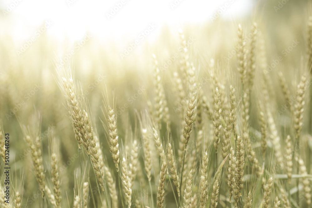 Fototapeta premium 初夏の晴れ間の光と小麦