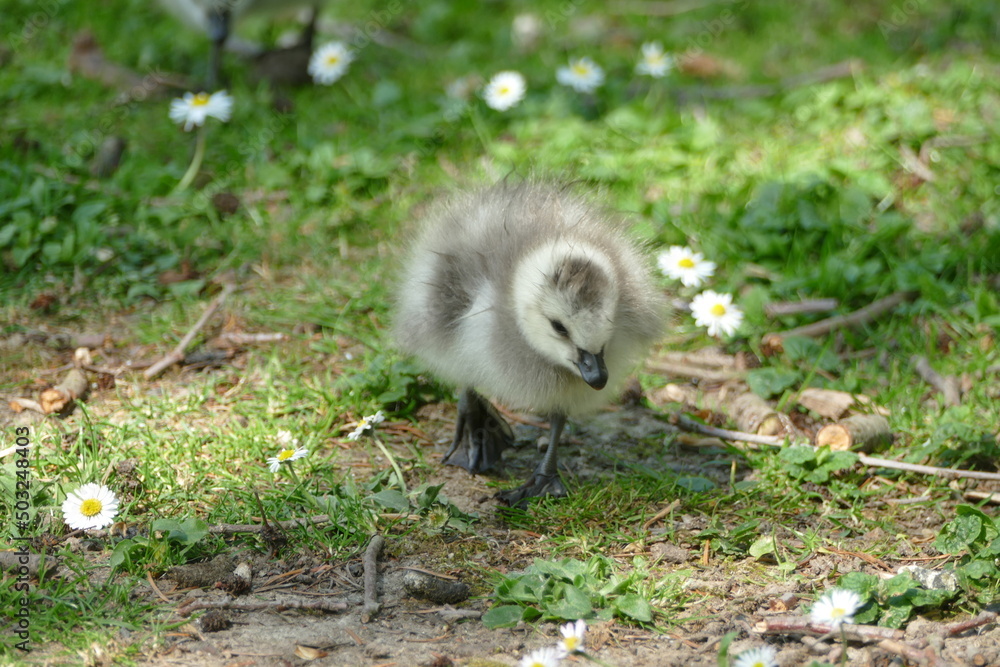 Nonnengans Küken auf der Wiese Nonnengans Küken auf der Wiese