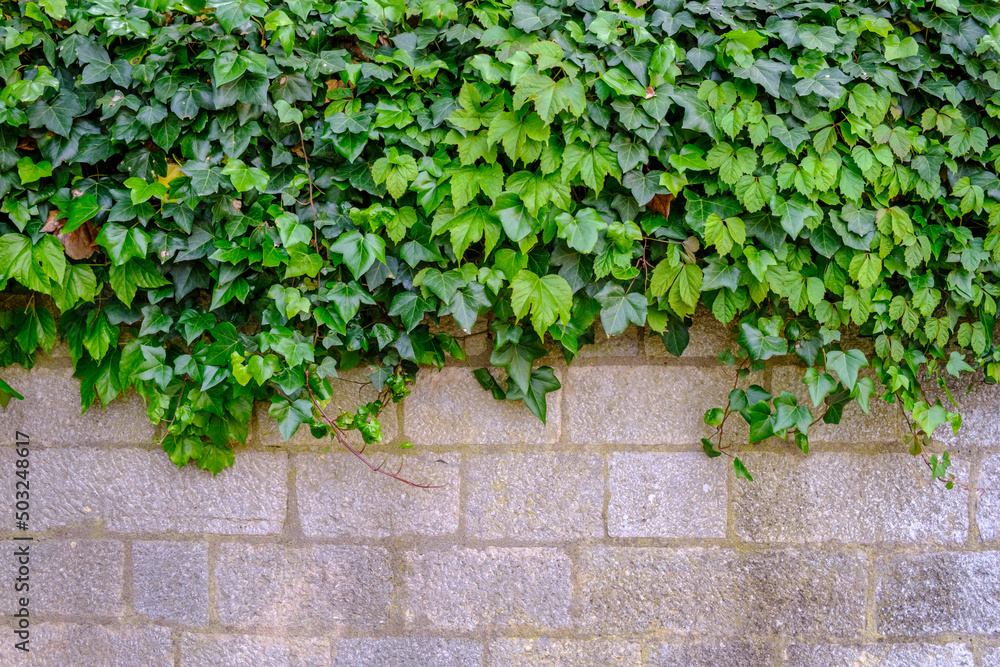 Creeper covering part of a wall in a public garden in the city of Girona, in Catalonia (Spain)