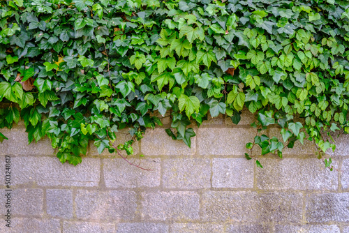 Creeper covering part of a wall in a public garden in the city of Girona, in Catalonia (Spain) © MIMOHE