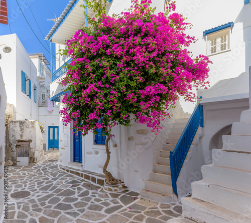 Traditional Cycladitic alley with narrow street, whitewashed houses and a blooming bougainvillea flowers in parikia, Paros island, Greece.	