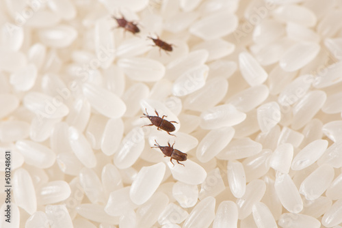 Close up of adults rice weevils on rice grains.