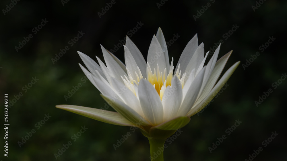 Closeup view of bright fresh white with yellow heart tropical water lily flower blooming outdoor in sunlight on dark natural background Closeup view of bright fresh white with yellow heart tropical water lily flower blooming outdoor in sunlight on dark natural background