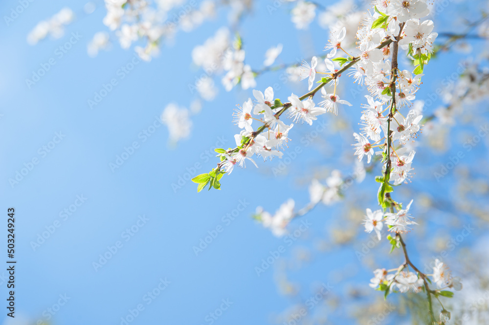Springtime greeting card and copy space. Blooming spring trees close up. Springtime greeting card and copy space. Blooming spring trees close up.