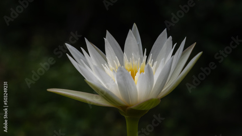 Closeup view of bright fresh white with yellow heart tropical water lily flower blooming outdoor in sunlight on dark natural background