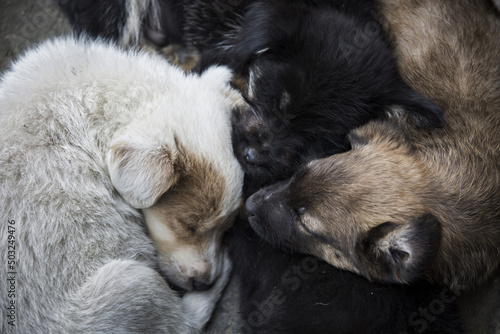 three lovely curled up sleeping dogs of different colors photo