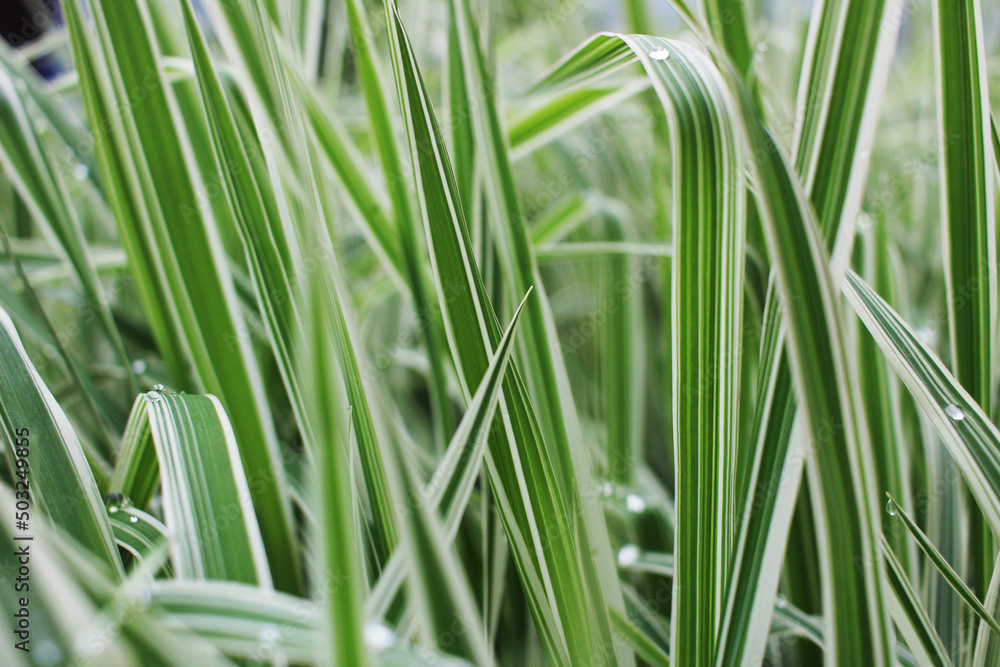green beautiful spring grass and dew green beautiful spring grass and dew