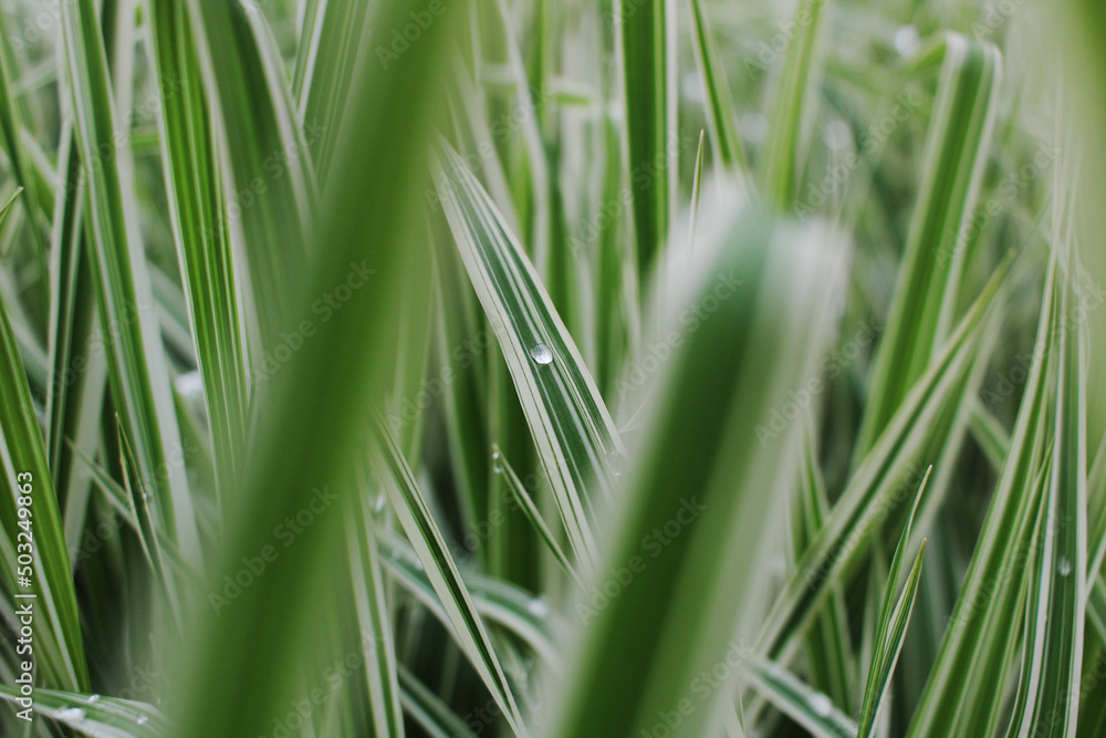 green beautiful spring grass and dew green beautiful spring grass and dew
