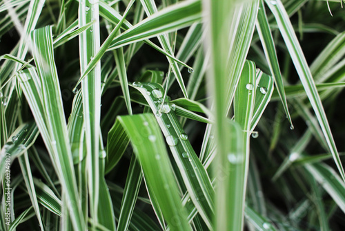 green beautiful spring grass and dew