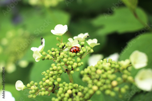 ladybug on white viburnum flowers