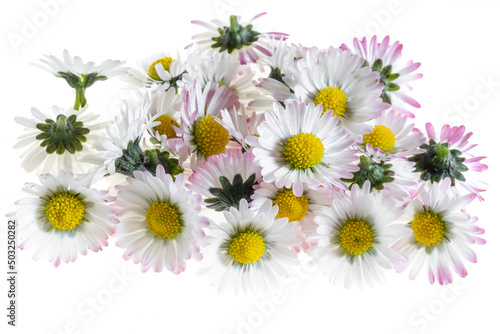 daisy flowers on a white isolated background