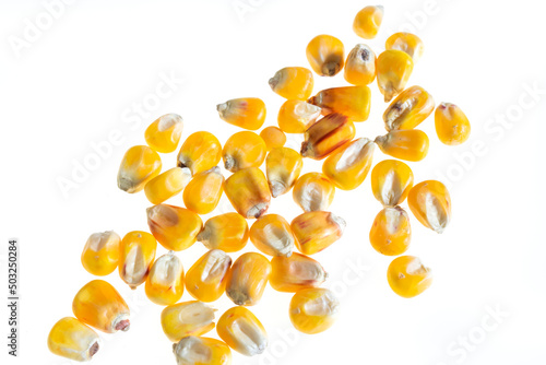 corn grains on a white isolated background