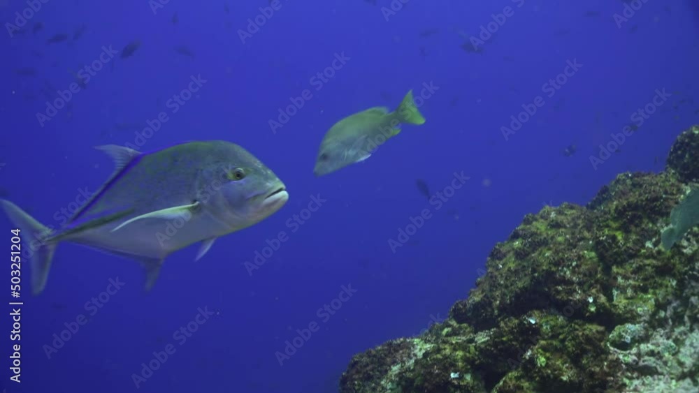 Shoal of snappers in wonderful seabed of the Andaman Sea Islands. Underwater life on colorful coral reefs in transparent clear water on blue background. Scuba diving and snorkeling in undersea Ocean. Shoal of snappers in wonderful seabed of the Andaman Sea Islands. Underwater life on colorful coral reefs in transparent clear water on blue background. Scuba diving and snorkeling in undersea Ocean.