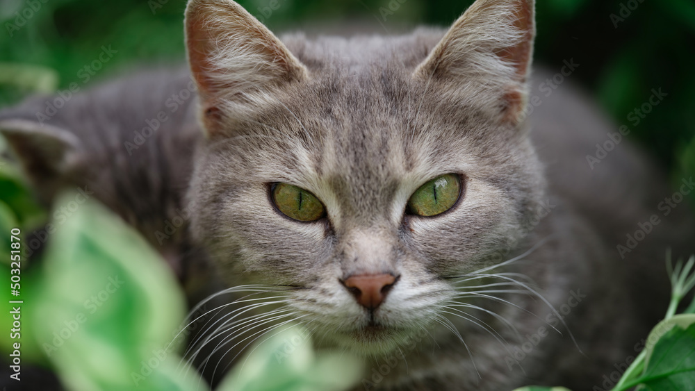 Gray domestic cat walks on green grass