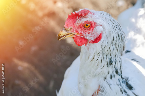 Chucken head, white hen with red crest close up, poultry farming. Chicken in the coop, hen at farm. White birds close-up, farm poultry