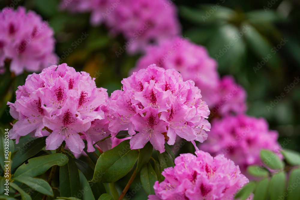 Fototapeta premium pink flowers