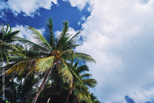 Wallpaper Mural Beautiful green coconut palm trees against sky. Torontodigital.ca