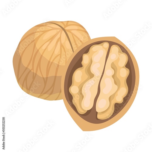 Raw walnut in shell. Vector illustration of food. Cartoon almond, hazelnut, pistachio, macadamia, pecan, peanut isolated on white