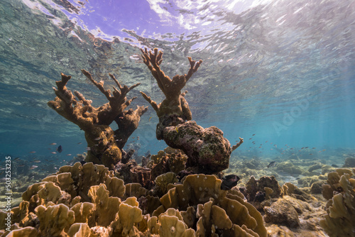 Fototapeta Naklejka Na Ścianę i Meble -  Seascape with Elkhorn Coral, and sponge in the coral reef of the Caribbean Sea, Curacao