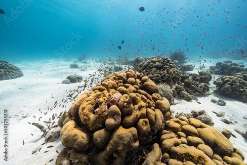 Fototapeta Naklejka Na Ścianę i Meble -  Seascape with Lobed Star Coral, and sponge in the coral reef of the Caribbean Sea, Curacao