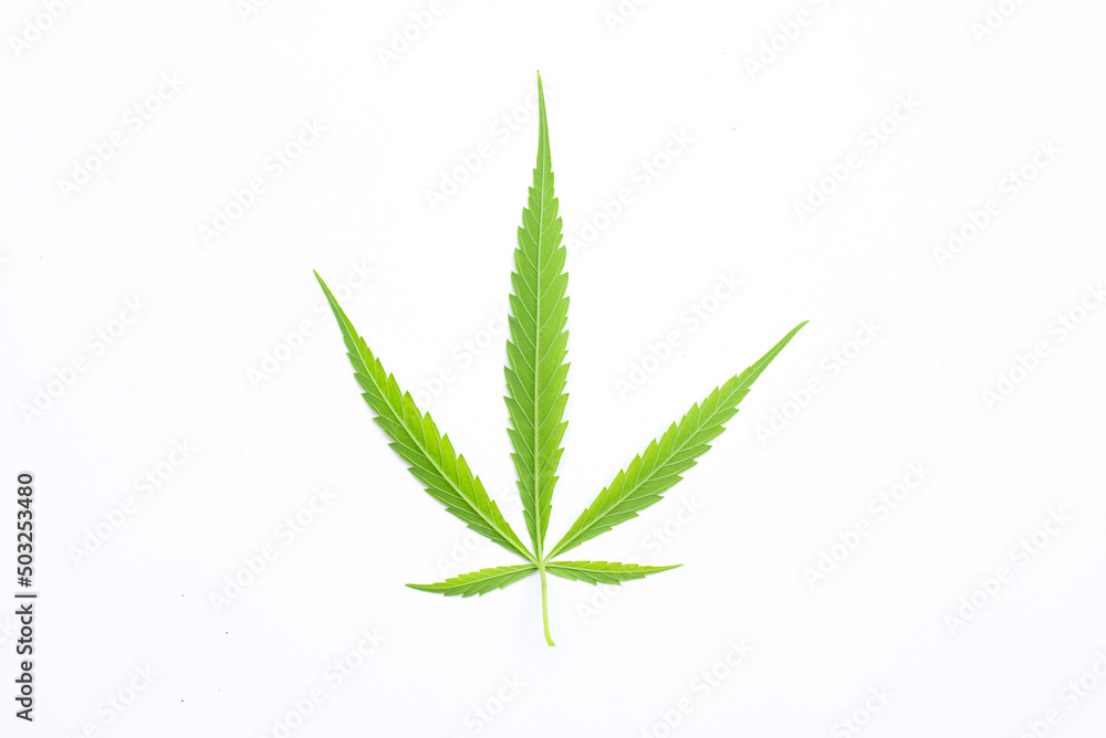 Canabis leaf isolated on white background and copy space Canabis leaf isolated on white background and copy space