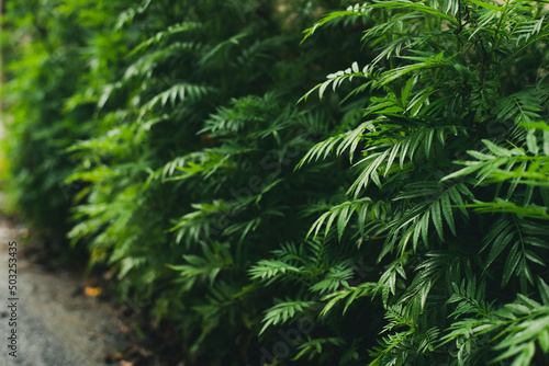 Small leaves of plant beside the road