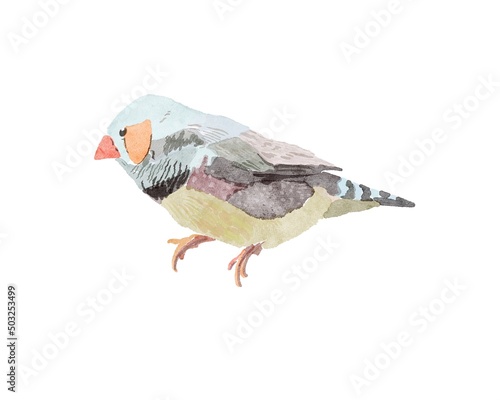 A small bird with a red beak.  Various patterns on the feathers.  Bird with blue, orange, green, brown feathers.  Striped tail.  An exotic bird from the tropics.  Bird illustration on white background photo