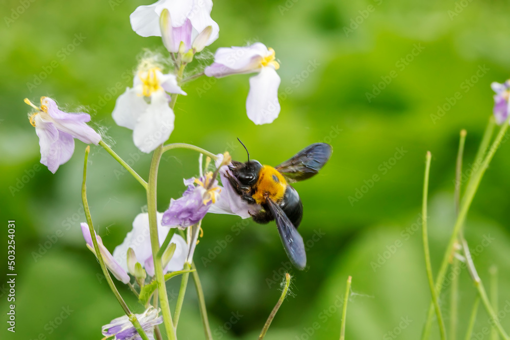 Bumblebees collect pollen from wild flowers in North China Bumblebees collect pollen from wild flowers in North China