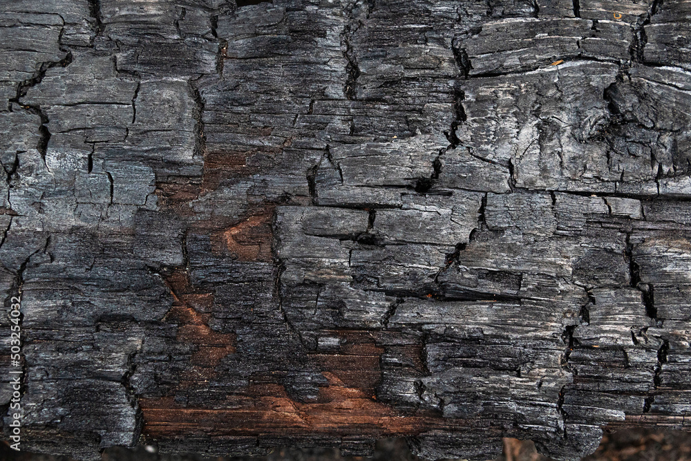Fototapeta premium The texture of a wooden beam after a fire