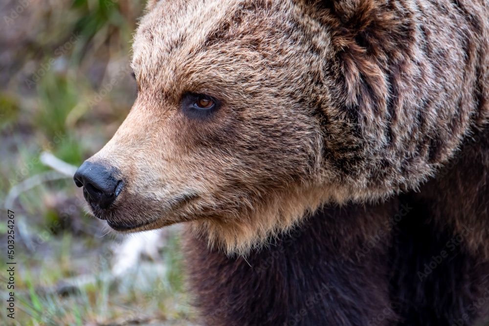 Fototapeta premium Close up big brown bear in spring forest