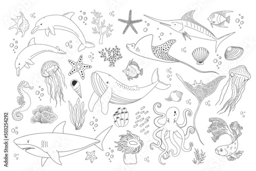 Set with hand drawn sea life elements. Vector outline collection of ocean objects. Beautiful underwater world in line style. Fish, shark, octopus, dolphin, shell and coral isolated on white background