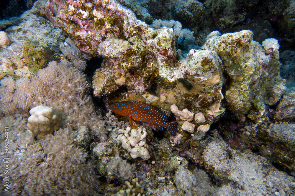 A Coral Grouper (Cephalopholis miniata) in the Red Sea, Egypt A Coral Grouper (Cephalopholis miniata) in the Red Sea, Egypt