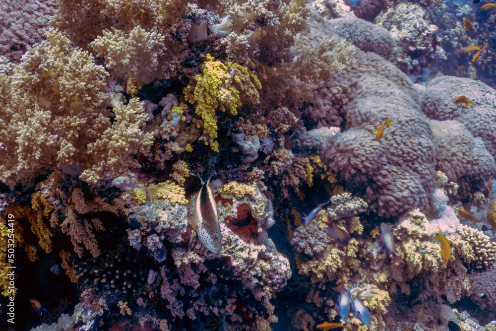 Coral reefs in the Red Sea, Egypt Stock Photo | Adobe Stock