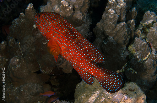 A Coral Grouper (Cephalopholis miniata) in the Red Sea, Egypt