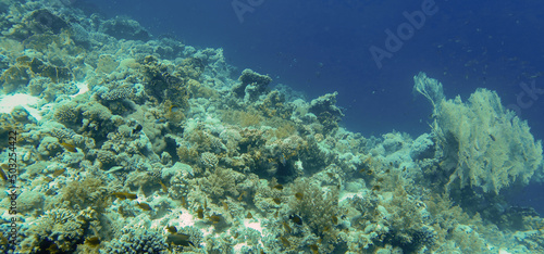 Coral reefs in the Red Sea, Egypt © Rob