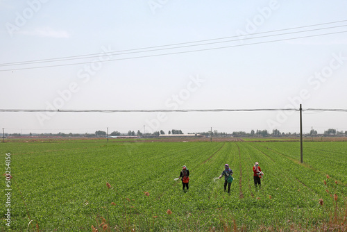 farmers spray fungicides in wheat fields, North China