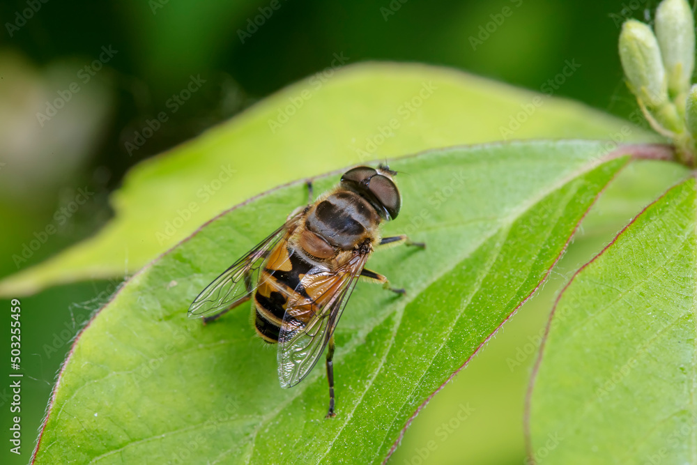 A fly insect perches on wild plants in North China A fly insect perches on wild plants in North China