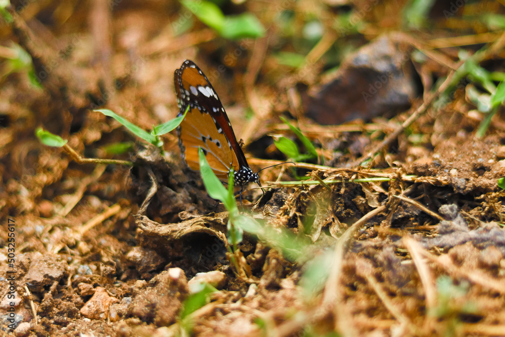 Beautiful butterfly standing in ground level with swallow depth of field Beautiful butterfly standing in ground level with swallow depth of field