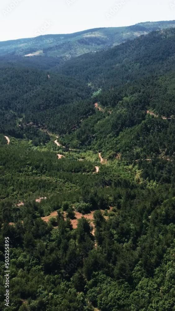 green and dense trees green and dense trees
