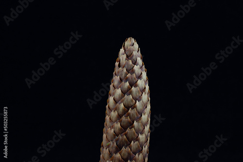 close up of a pinecone