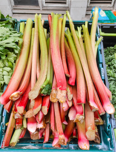 Rhubarb, rheum rhaponticum are sold at the farmers' market photo