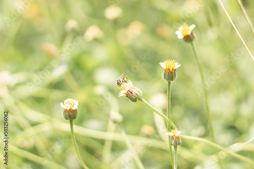 Close up bee on small flower of grass and blur nature background