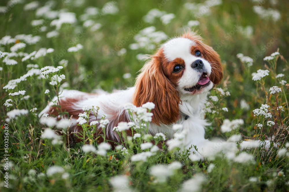 Cavalier King Charles Spaniel Welpe im Blumenfeld