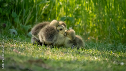 little goslings in green nature © senadesign