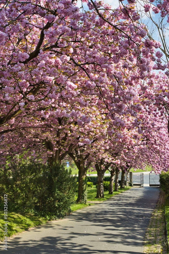 Naklejka premium Zierkirschen Blüte